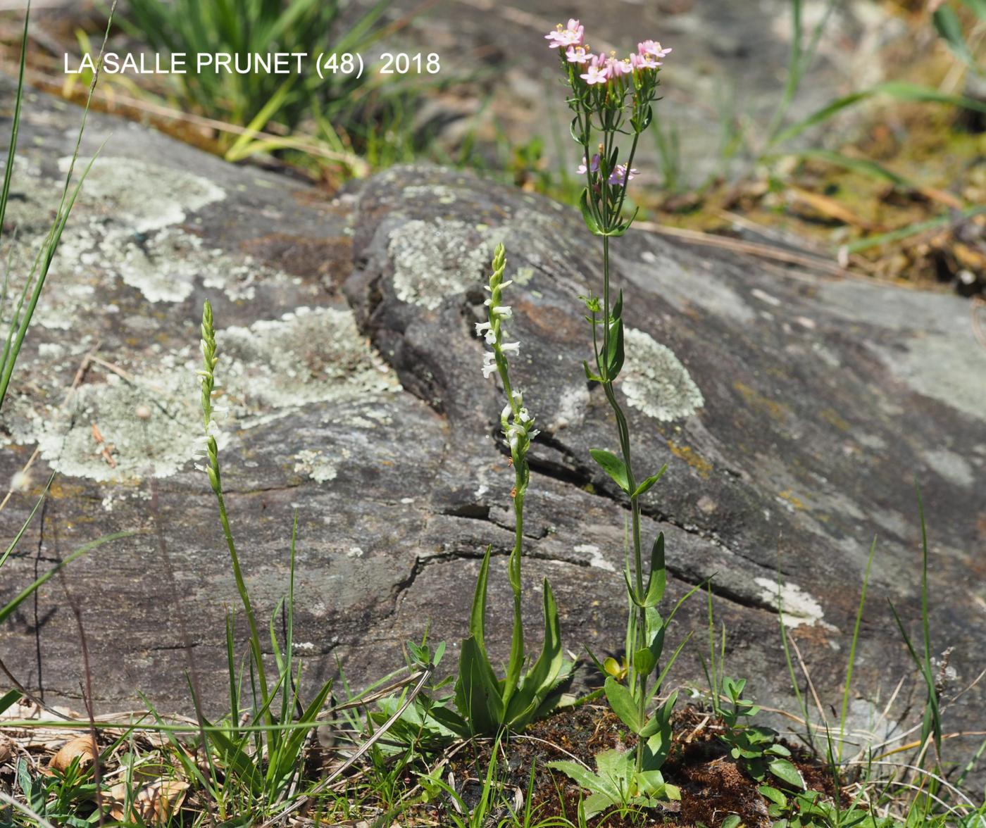 Centaury, Common plant